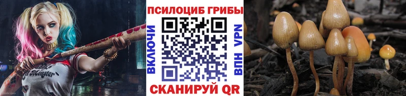 наркота  Дзержинск  Псилоцибиновые грибы Psilocybe 